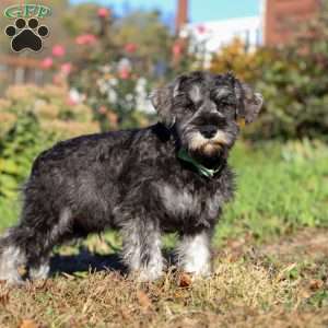 Ethan, Miniature Schnauzer Puppy